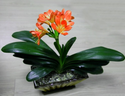 办公室植物风水详解,正确摆放,才能提升事业运与财运