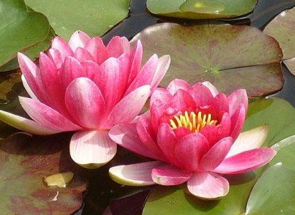 佛教看自然流产,是你们的缘分不够深