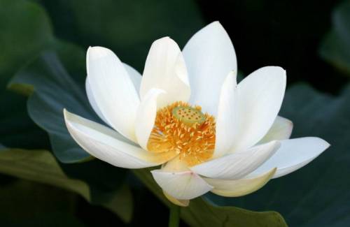 7月上旬财库大开!3大生肖财运旺上旺,钞票多的花不完!