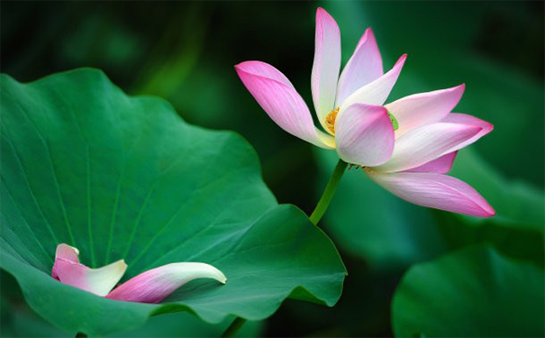 运势不佳、财运不好、情感不顺请符有用吗?