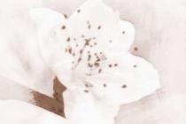 旺桃花：怎样招好桃花