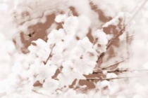 旺桃花：什么植物招桃花运