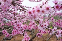 斩烂桃花：烂桃花太多怎么办 斩烂桃花六字咒