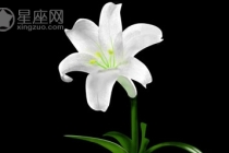 旺桃花：这些风水植物可帮你招桃花