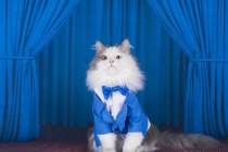 旺桃花：养猫还能招桃花？
