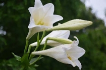 旺桃花：家里养什么植物可以招桃花