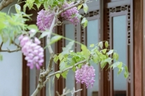 传统文化：房间里摆什么可以辟邪,千万不能乱放,否则大祸临头