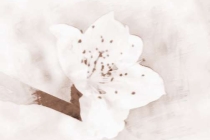 旺桃花：如何催姻缘招桃花最灵验
