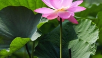 旺桃花:教你招桃花运
