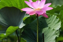 旺桃花：教你招桃花运