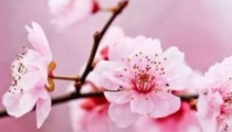 旺桃花:教你几招7天快速招到正缘桃花