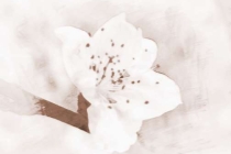 斩烂桃花：你知道怎么做可以斩烂桃花吗？