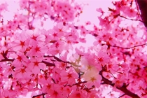 旺桃花：什幺植物招桃花容易
