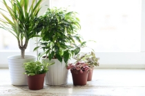 旺桃花：女生桃花运好，是怎么做到的？分享一些旺桃花的妙招