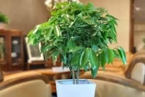 传统文化：象征身体健康的东西汇总，快来看看有没有喜欢的