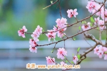 旺桃花：招桃花很灵的方法