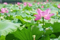 解太岁：犯太岁年事业干脆受阻,轻松化解犯太岁的影响