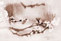 旺桃花：卧室放什么花招桃花运效果明显