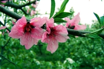 斩烂桃花：12生肖怎样斩断烂桃花？