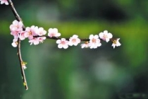 斩烂桃花：如何从根源上斩断这些烂桃花