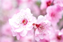 旺桃花：招桃花摆放什么植物好