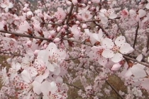斩烂桃花：如何斩断烂桃花_1