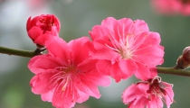 旺桃花:桃花煞代表什么意思 桃花煞是什么