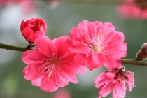 旺桃花：桃花煞代表什么意思 桃花煞是什么