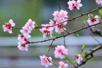 旺桃花：民间求姻缘很灵验的方法有哪些