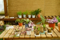 旺桃花：家里养什么可以招桃花